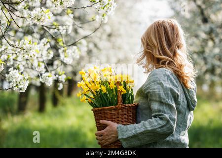 Femme avec des fleurs de jonquille dans le panier marchant dans le verger de cerisier en fleur. Saison de printemps dans la nature Banque D'Images