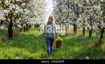 Femme avec des fleurs de jonquille dans le panier marchant dans le verger de cerisier en fleur. Saison de printemps dans la nature Banque D'Images