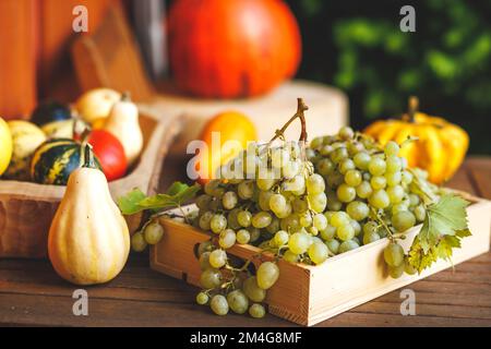 Récolte d'automne. Raisin, citrouilles décoratives, gourde et courge sur table en bois Banque D'Images