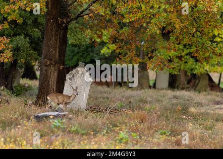 Cerf de Virginie européen Caprelous Capriolus, adulte dans le cimetière, Royaume-Uni, novembre Banque D'Images