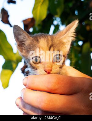 petit chaton avec de beaux grands yeux dans ses mains. Banque D'Images