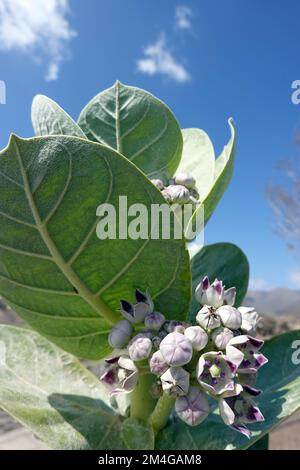 Calotrope, pomme de Sodome, pomme de Sodome, stabragh, Osheror stabragh (Calotropis procera, Asclepias procera, Asclepias gigantea), floraison, canari Banque D'Images