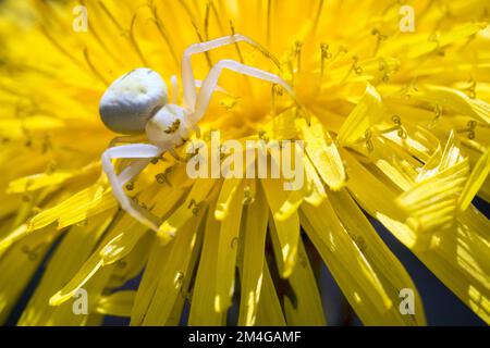 Araignée de crabes de goldenrod (Misumena vatia), femelle qui se cache pour une proie sur une fleur, Allemagne Banque D'Images