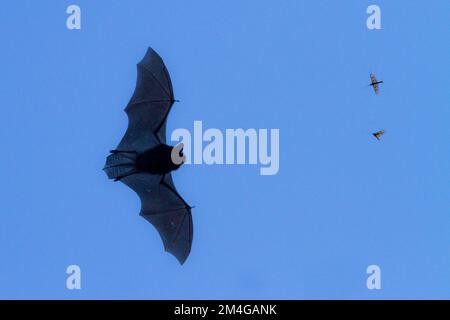 Pipistrelle commune (Pipistrellus pipistrellus), chasse les éphémères, l'Allemagne, la Bavière Banque D'Images