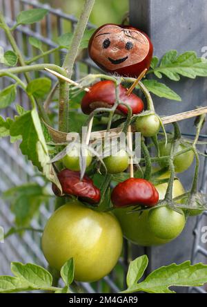 Jolie figurine châtaignier avec de petites tomates dans un buisson de tomate Banque D'Images