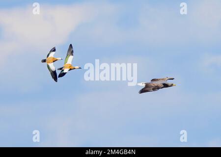 ruddy Shelduck (Tadorna ferruginea, Casarca ferruginea), deux Ruddy Shelduck attaquent la chasse à l'aigle à queue blanche, Allemagne, Bavière Banque D'Images
