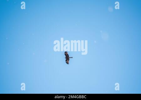 L'oiseau de proie Black Kite volant dans le ciel bleu en hiver neige. Le cerf-volant noir, Milvus migrans, est un oiseau de taille moyenne. Banque D'Images