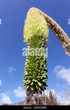 Agave de la queue d'aronde, plante du siècle sans épine (Agave attenuata), inflorescence, îles Canaries, Fuerteventura Banque D'Images