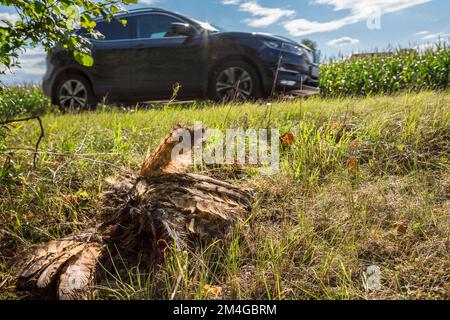 Hibou de l'aigle du nord (Bubo bubo), mort sur le côté de la route, Allemagne, Bavière Banque D'Images