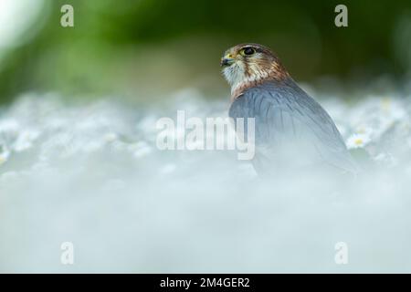 Merlin Falco columbarius (captif), homme adulte à la recherche de prédateurs, Hawk Conservancy Trust, Andover, Hampshire, Royaume-Uni, Mai Banque D'Images