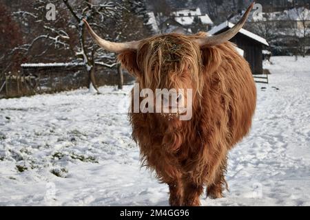 Vache des Highlands à cornes dans la neige sur la ferme Banque D'Images