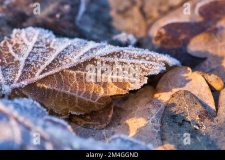 Cristaux de glace sur les feuilles qui reposent sur le sol. Gros plan de l'eau gelée. Photo macro de la nature Banque D'Images