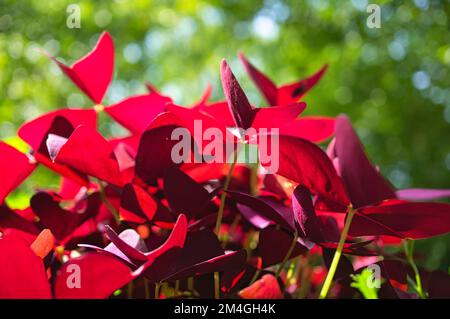 trèfle rouge. Beaucoup de trèfle dans le pot. Charme chanceux pour la nouvelle année 2023. plantes photo Banque D'Images