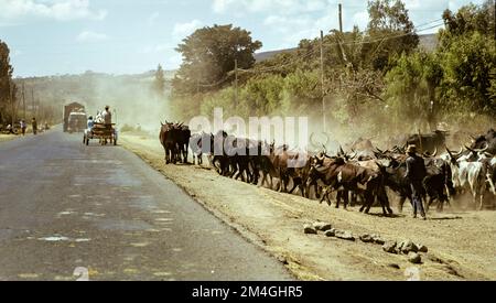 Éthiopie, 1970s, Bahar-Dar, troupeau de zébus sur le bord de la terre, chariot, camion, région d'Amhara, Afrique de l'est, Banque D'Images