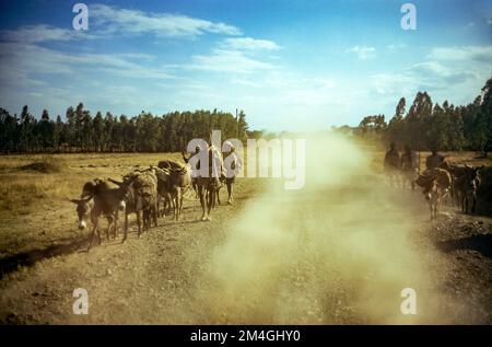 Ethiopie, 1970s, Bahar-Dar, troupeau d'ânes sur route de terre de campagne, personnes, poussière, région d'Amhara, Afrique de l'est, Banque D'Images