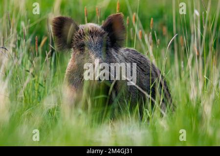 Portrait de la femelle de sanglier en herbe, faune, sus scrofa, Slovaquie Banque D'Images