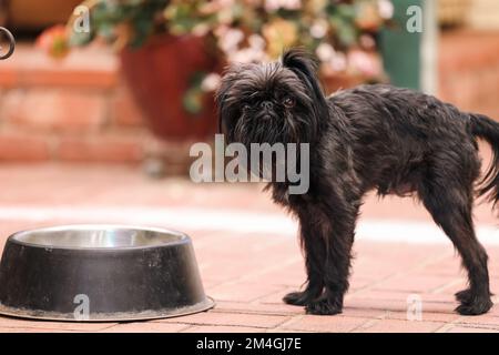 Le chien Griffon de Bruxelles attend d'être nourri par un bol alimentaire vide Banque D'Images