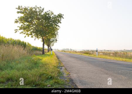 Route de campagne avec des arbres sur le bord et un champ de maïs. Photo de haute qualité Banque D'Images