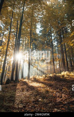 Le soleil du matin se brise à travers la forêt sombre et colorée, réchauffant les jeunes pousses et créant une atmosphère magique dans le désert. hammam stare Banque D'Images