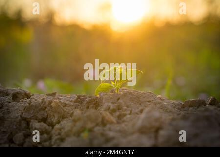 Jeune plante qui grandit sur la terre crack, thème herbe verte qui monte sur le sol crack. Banque D'Images