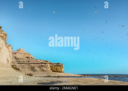 Belle falaise avec beaucoup d'oiseaux et de lions de mer pendant le coucher du soleil sur la côte patagonienne. Peninsula Valdes, réserve naturelle de Chubut, près de Puerto Banque D'Images