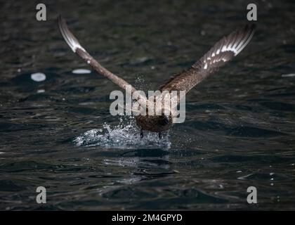 Grand Skua ((Stercorarius skua) décollage de la mer, Noss NNR, Shetland. Banque D'Images