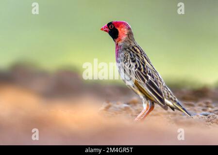 Quelea à bec rouge (Quelea quelea, mâle reproductrice) de Zimanga, Afrique du Sud. Banque D'Images