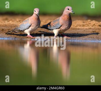 Criques en riant (Streptopelia senegalensis) de Zimanga, Afrique du Sud. Banque D'Images