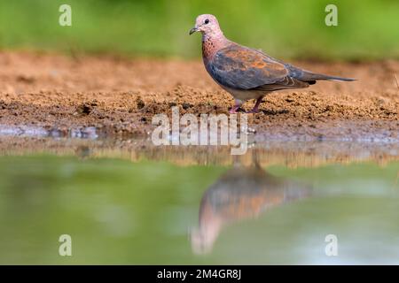 La colombe rieuse (Streptopelia senegalensis) de Zimanga, Afrique du Sud. Banque D'Images