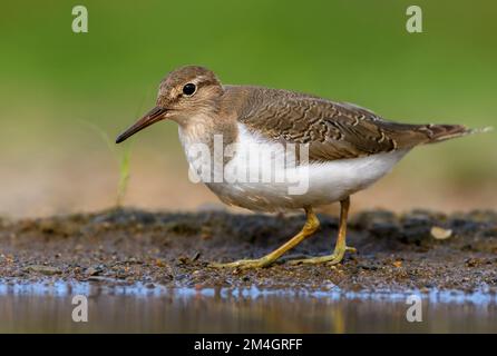 Ponceuse commune (Actitis hypoleucos) de Zimanga, Afrique du Sud. Banque D'Images