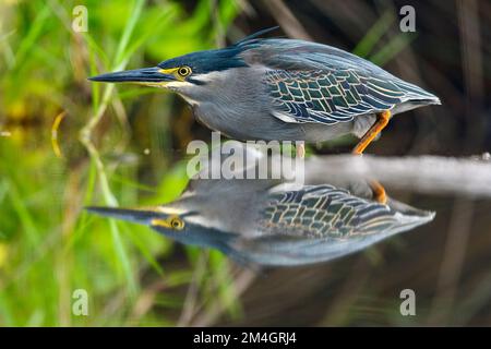 Héron strié (Butorides striata) de Zimanga, Afrique du Sud. Banque D'Images