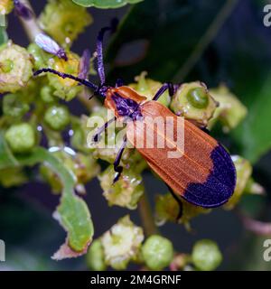 Lycus melanurus (Lycus melanurus) de Zimanga, Afrique du Sud. Banque D'Images