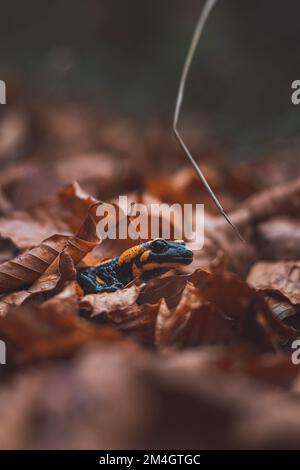 Gros plan de la salamandre du feu rare qui se trouve derrière les feuilles d'automne colorées. Feu de salamandre dans son habitat naturel. Montagnes de Beskydy, C Banque D'Images