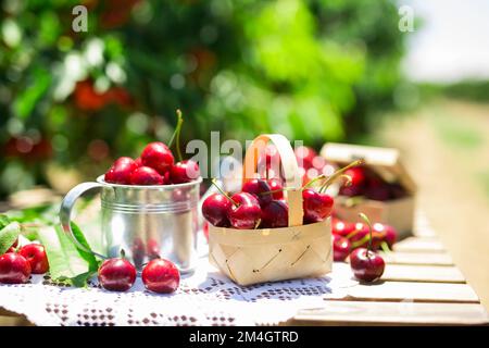 récolte de baies de cerises juteuses sur table sur fond de cerisiers avec baies de cerises Banque D'Images