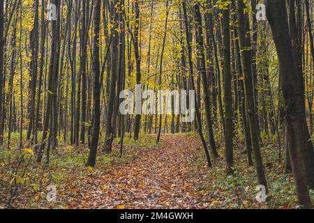 Chemin forestier menant à travers une forêt fraîche avec des feuilles jaune-rouge tombant. Feuilles sur le sol. Saison d'automne. Banque D'Images