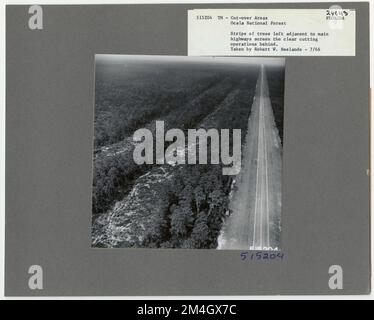 Gestion du bois - zone de coupe - Floride. Photographies relatives aux forêts nationales, aux pratiques de gestion des ressources, au personnel et à l'histoire culturelle et économique Banque D'Images
