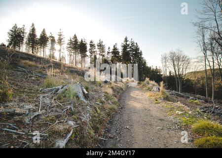 Regard plein sur une forêt détruite, déracinée après une grosse tempête et une sécheresse. Les effets du changement climatique dans le monde d'aujourd'hui. Beskydy, Tchèque Banque D'Images