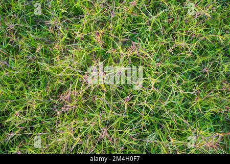 La texture du motif d'herbe Evergreen peut être utilisée comme papier peint d'arrière-plan Banque D'Images