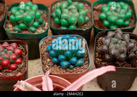 Haworthia cooperi coloré ou Jelly Bean Cactus propagé dans de petits pots dans un jardin à la maison Banque D'Images