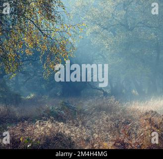 Sherbrook Valley in Mist ; Cannock Chase ; AONB ; Staffordshire Banque D'Images