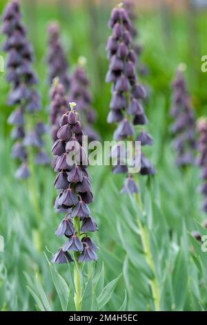 Hommage aux tours jumelles Perse Lily, hommage aux tours jumelles Fritilaria persica, fleurs en forme de cloche violet foncé Spikes Banque D'Images