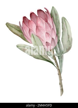 Fleur protea aquarelle. Illustration florale dessinée à la main d'une plante tropicale exotique avec des feuilles vertes. Dessin botanique pour cartes de vœux ou invitations de mariage sur fond isolé. Esquisse élégante. Banque D'Images