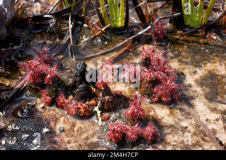 Plantes de Drosera roraimae, un soda carnivore, en eau peu profonde sur Amuri Tepui, Venezuela Banque D'Images