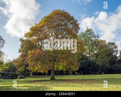 Châtaignier avec feuillage d'automne dans un parc Banque D'Images