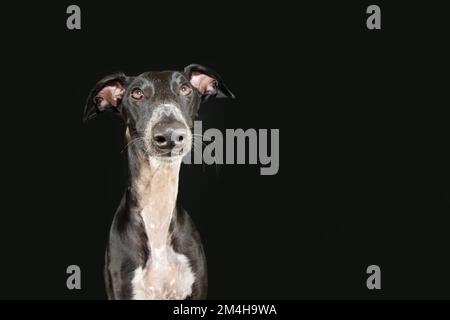 Chien greyhound de Portratit regardant la caméra. Isolé sur fond noir Banque D'Images