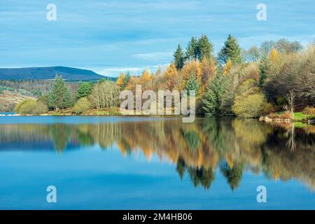 Arbres reflétés dans les eaux calmes et fixes du réservoir de Llwyn Onn dans le parc national de Brecon Beacons, dans un matin de novembre froid et lumineux, Banque D'Images