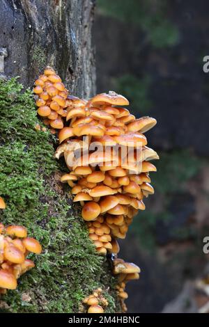 Tige de velours (velutipes de Flammulina) champignons, dont certains sont congelés et recouverts de glace, poussant sur un vieux Sycamore Tree, nord de l'Angleterre, Royaume-Uni Banque D'Images