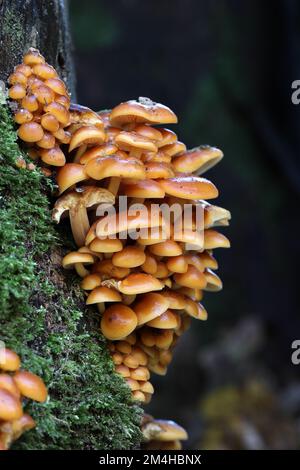 Tige de velours (velutipes de Flammulina) champignons, dont certains sont congelés et recouverts de glace, poussant sur un vieux Sycamore Tree, nord de l'Angleterre, Royaume-Uni Banque D'Images