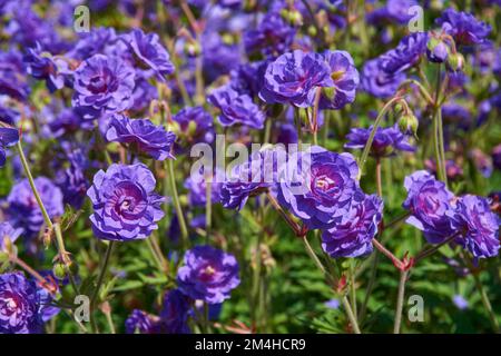 Fleurs violettes doubles de Geranium vivace herbacé pratense 'Plenum violaceum'. Banque D'Images