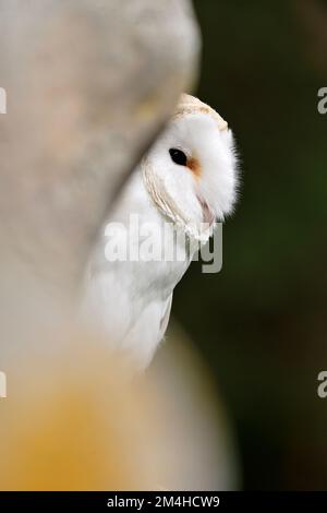 Barn Owl (Tyto alba) oiseau captif perché sur un vieux mur de pierre, Midlothian, Écosse, mars 2012 Banque D'Images